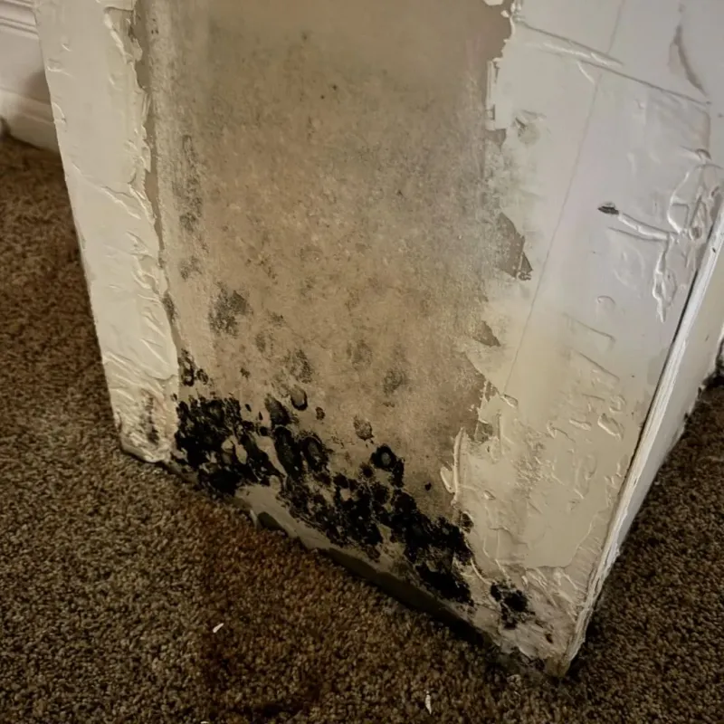 Professional Mold Removal in Prospect, OH